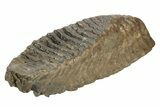 Fossil Woolly Mammoth Molar - Siberia #235039-2